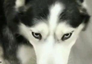 哈士奇吃古瓜,哈士奇误食古瓜引发趣味事件