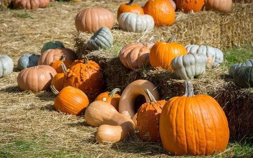 林熊猫吃瓜,林熊猫的瓜田奇遇记