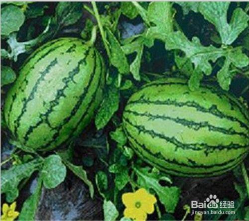 吃瓜百度,网络舆论场中的真相与偏见