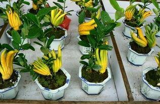 佛手怎么吃瓜,一瓜多味，养生又美味