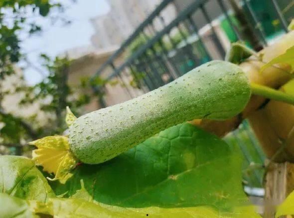 卫视吃瓜,揭秘娱乐圈幕后真相