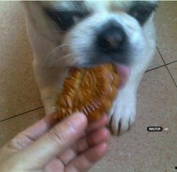 小狗小狗吃瓜月饼,吃瓜月饼乐翻天