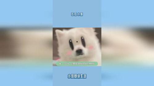 小猫吃瓜呢