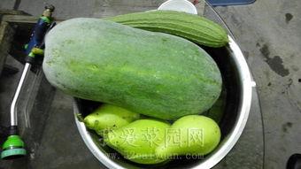 热门吃瓜图片,最新吃瓜图鉴，明星幕后故事大曝光！