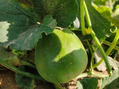 kajima吃瓜,一场娱乐圈的狂欢盛宴