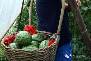 汾阳吃瓜大瓜哪里有卖,吃瓜大瓜，哪里有售？