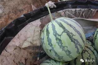 汾阳吃瓜大瓜哪里有卖,吃瓜大瓜,哪里有售?