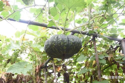 在菜地吃瓜,菜地里的悠闲时光