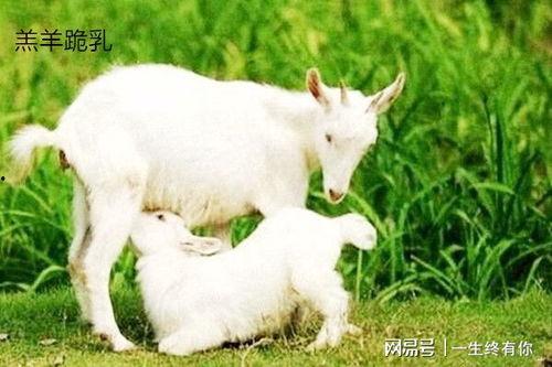 小羊吃瓜公仔,趣味互动,萌宠乐园新体验