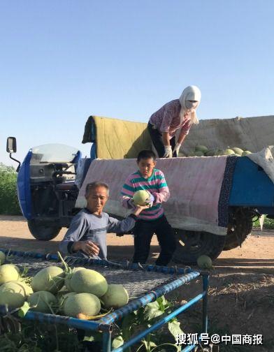 甘肃民勤吃瓜群众,瓜乡风情，吃瓜群众的夏日盛宴