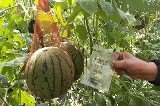 销售楼吃瓜,揭秘职场八卦背后的真相