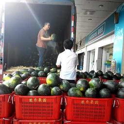 吃瓜视频小苹果,吃瓜视频中的甜蜜诱惑