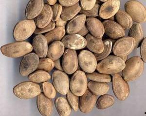 吃炒瓜篓子放屁,揭秘日常生活中的趣味现象