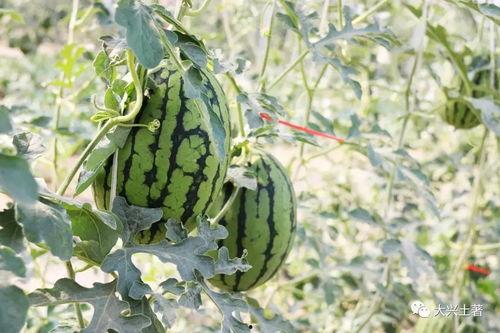 慕容吃大瓜,揭秘娱乐圈幕后风云