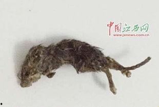 老鼠偷瓜吃,偷瓜老鼠的趣事一箩筐