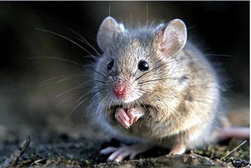 老鼠偷瓜吃,偷瓜老鼠的趣事一箩筐